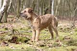 BORDER TERRIER 033
